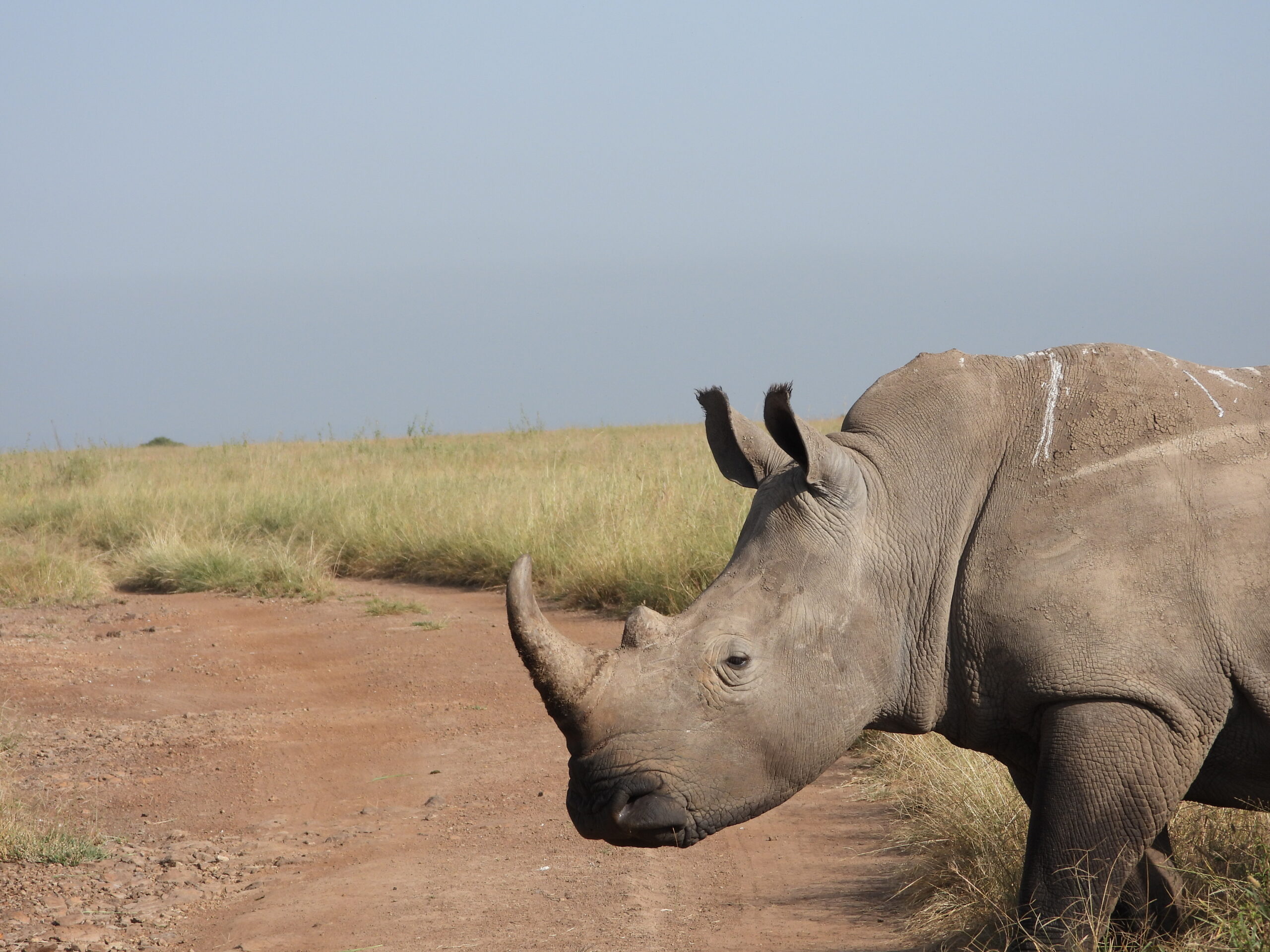The White Rhino 