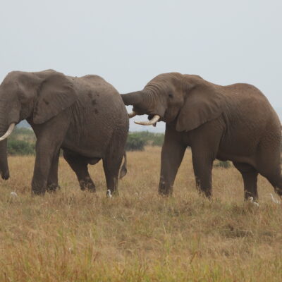 Amboseli National Park