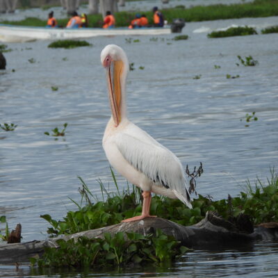 Lake Naivasha