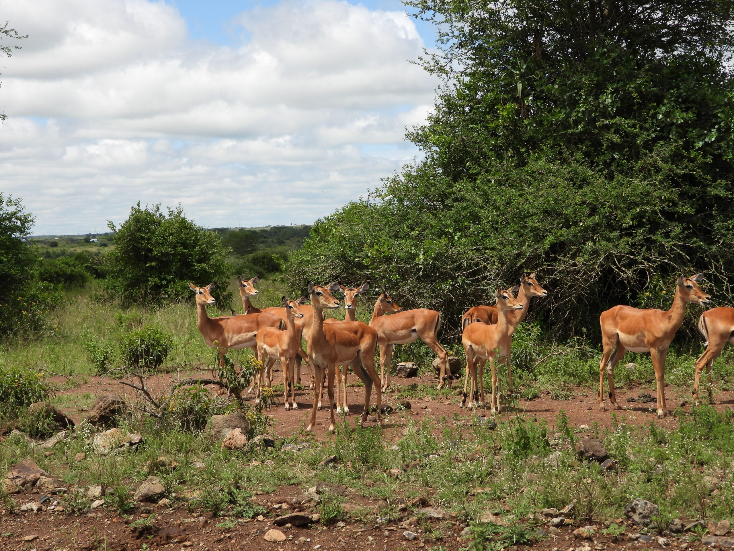 Maasai Mara safari with Ahambi Tours Maasai Mara safari with Ahambi Tours