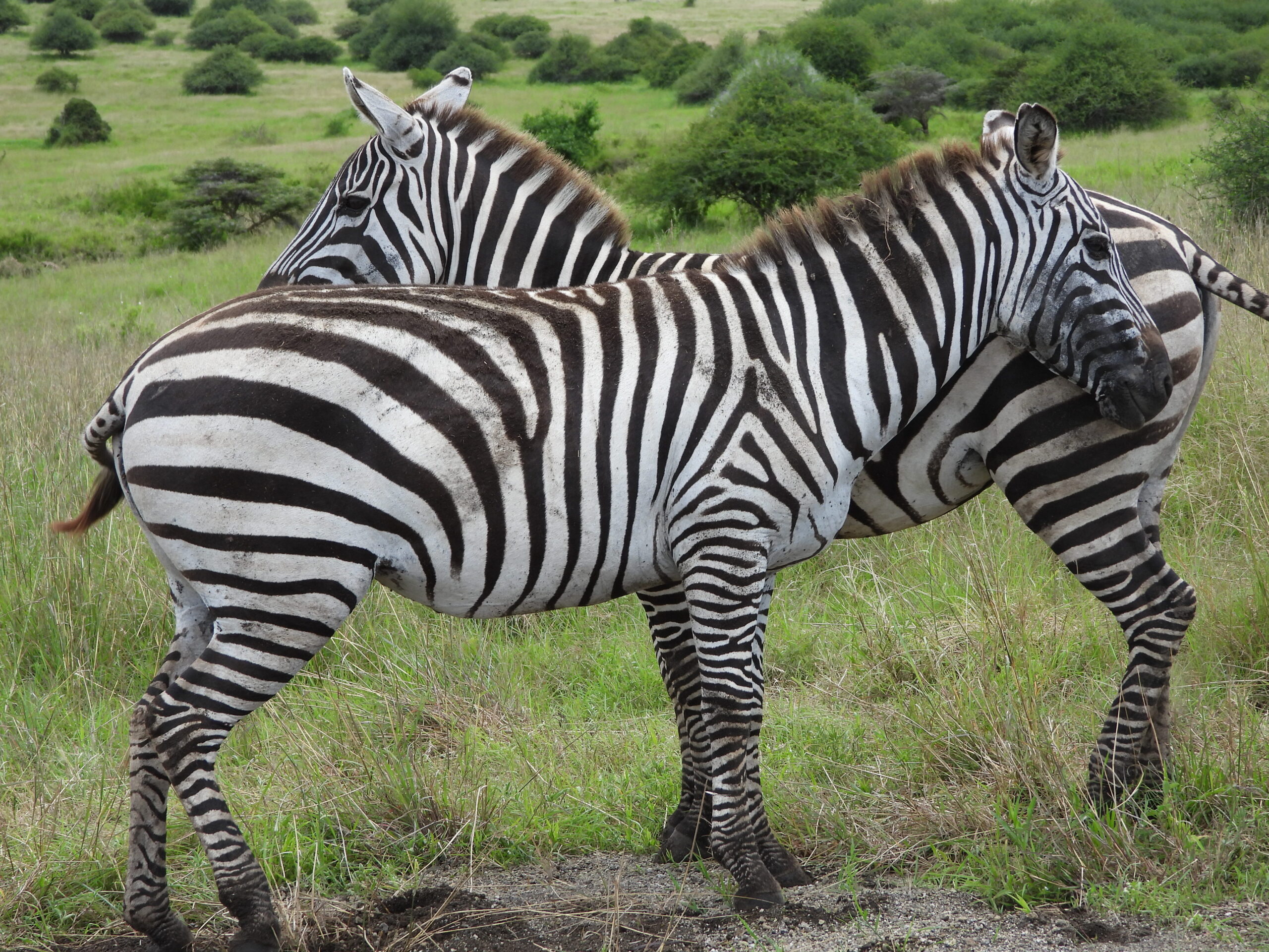 Maasai Mara with Ahambi Tours Maasai Mara with Ahambi Tours