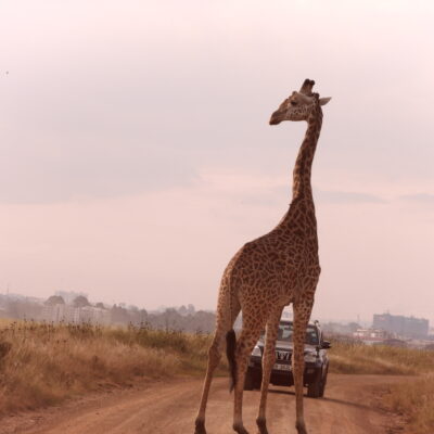 Nairobi National Park
