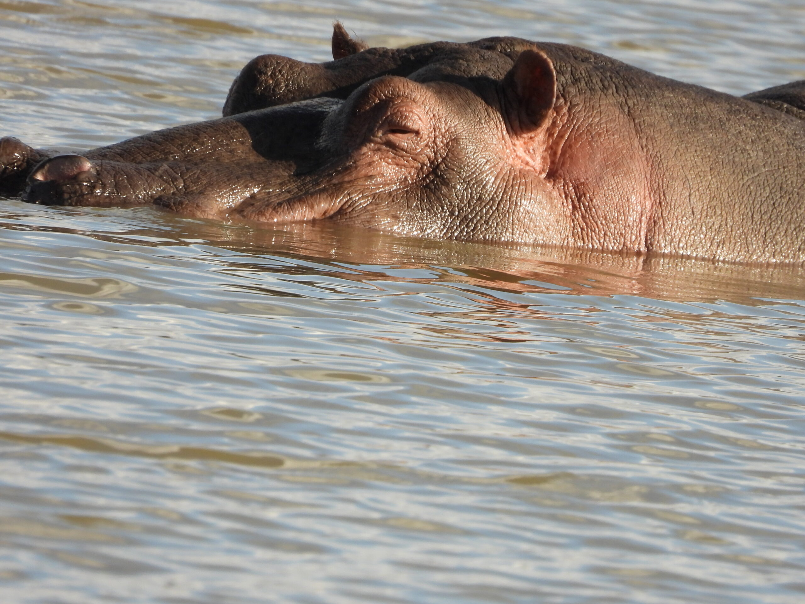 Safari in Maasai Mara Safari in Maasai Mara