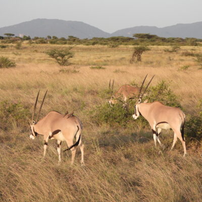 Samburu National Reserve