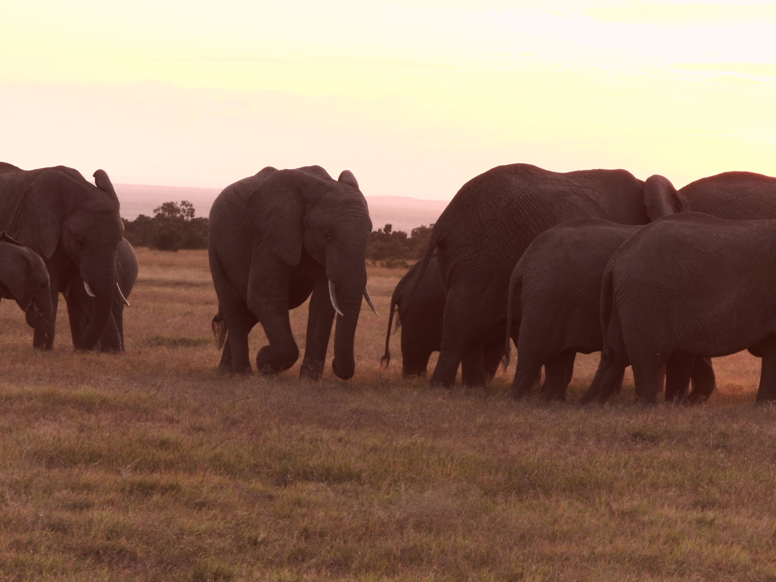 The Maasai Mara The Maasai Mara