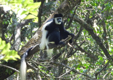 Black-and-white colobus monkey resting on a tree branch in Kakamega Forest National Reserve tropical rainforest, Kenya