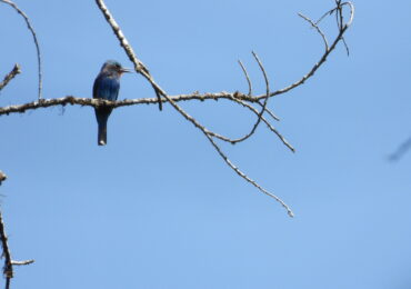 Blue-headed bee-eater perched on a branch in Kakamega Forest National Reserve tropical rainforest, Kenya