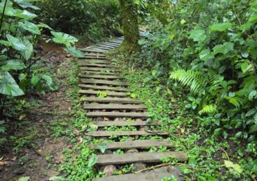 Wooden rainforest trail during a guided nature walk in Kakamega Forest National Reserve, Kenya