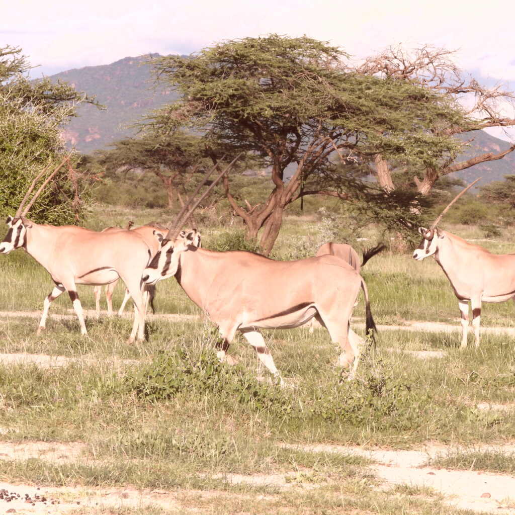 Beisa oryx with long straight horns