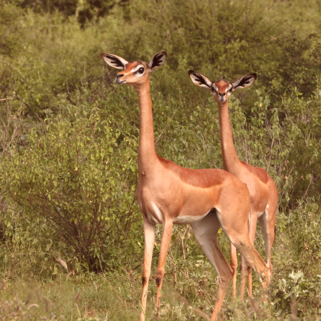 Gerenuk antelope in Samburu National Reserve Kenya with long neck
