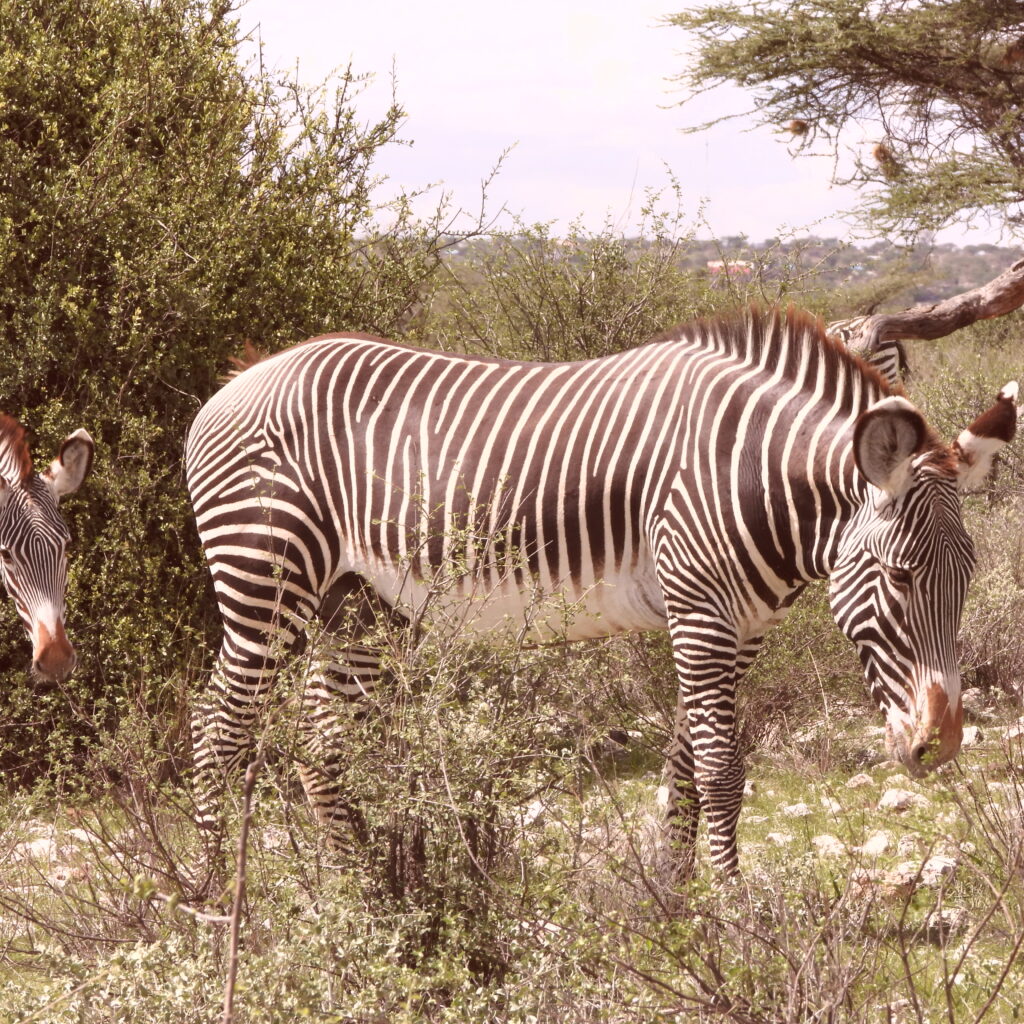 Grevys zebra in Samburu National Reserve Kenya showing thin stripes and white belly