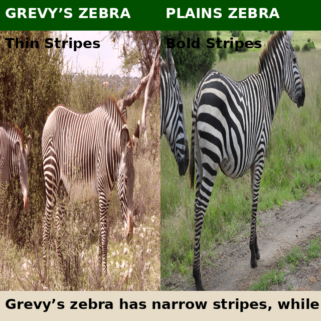 Grevy’s zebra vs plains zebra comparison showing thin and bold stripe patterns in Kenya safari