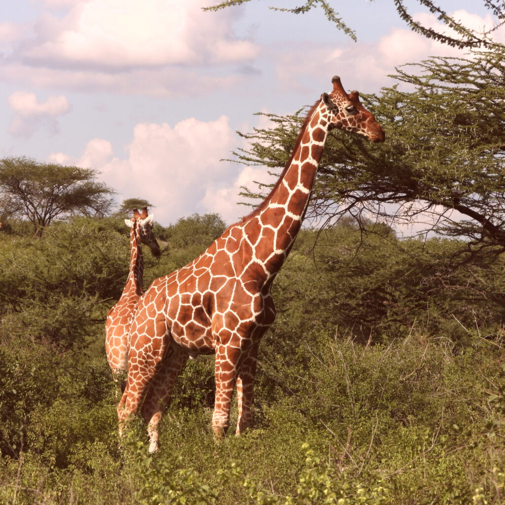 Reticulated giraffes feeding on acacia trees in Samburu National Reserve Kenya 