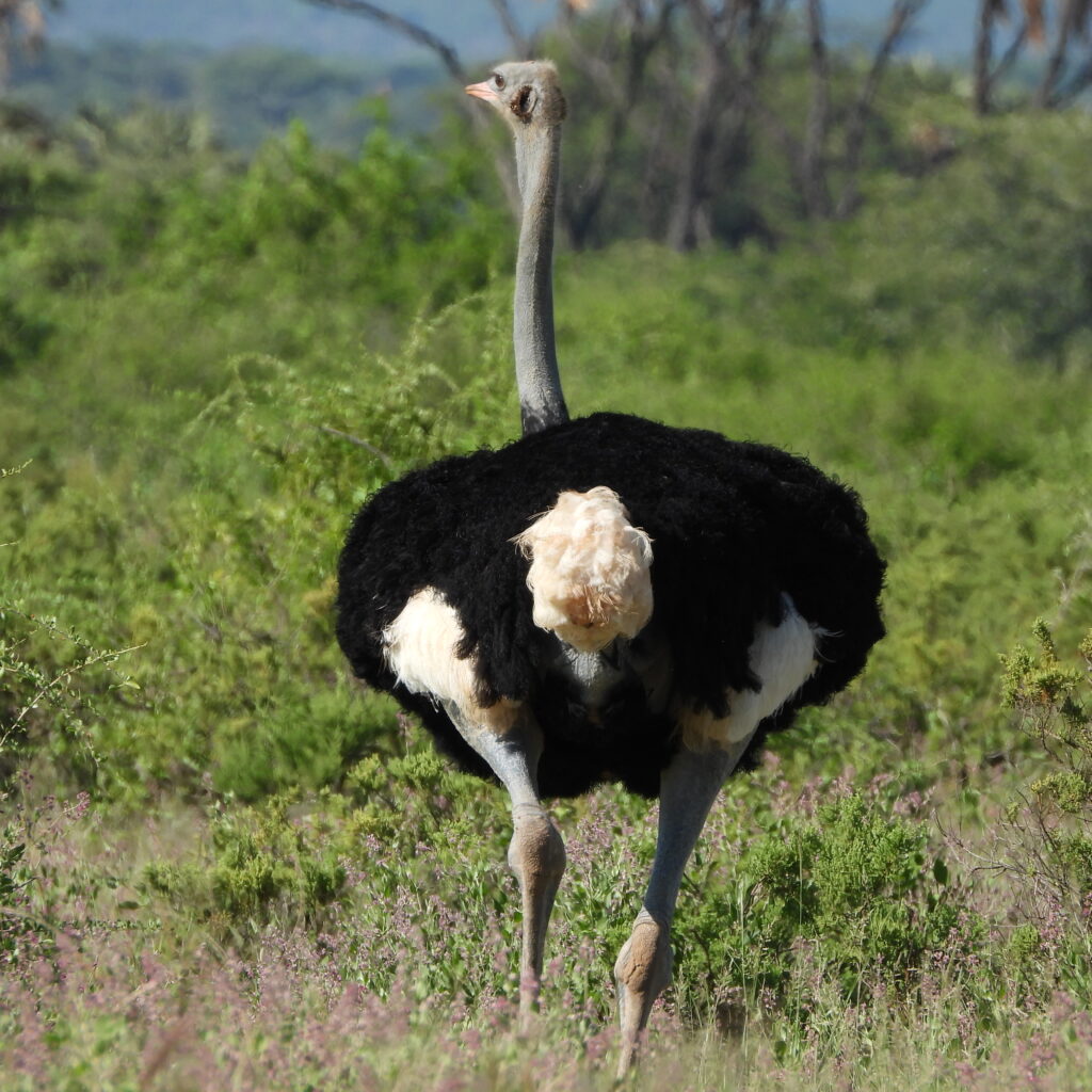 Somali ostrich with blue neck in Samburu National Reserve Kenya