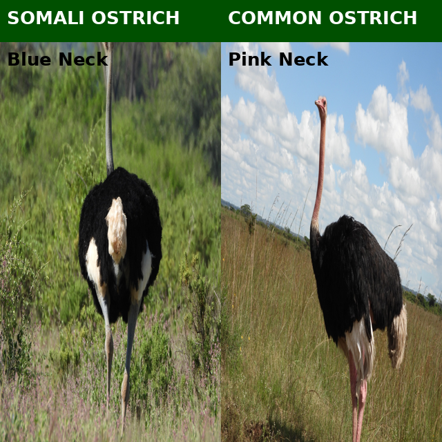 Somali ostrich vs common ostrich comparison showing blue and pink neck differences in Kenya safari