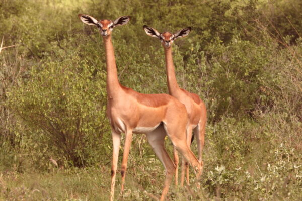 3 Days Samburu National Reserve Safari